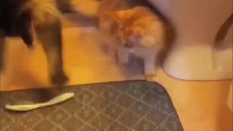 Funny and Naughty Little Cats 😜😜😜😜 I can't stop Laughing 🤣🤣🤣🤣
