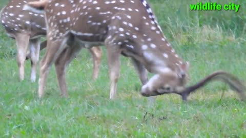 Deer meetings | Deer pantry | animals | king eagle