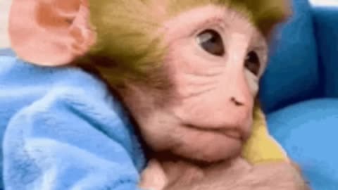 Cute Monkey Vs Dog fight on the street