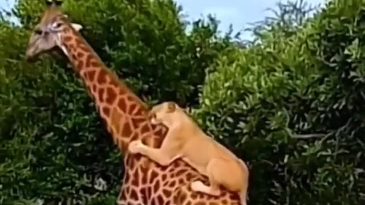 Lions attacked giraffe | wild animals | wildlife