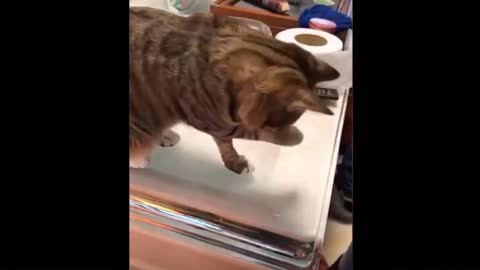 Try Not To Laugh🤣😍 | Cat Version