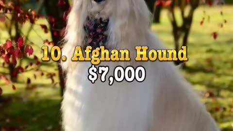 Most Expensive Dogs in the world.