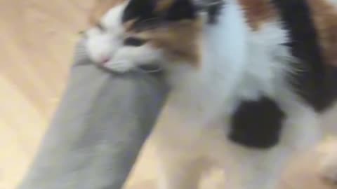 Smart pet