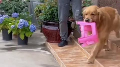 WORKING DOG || DOG IN WORK || CARING DOG