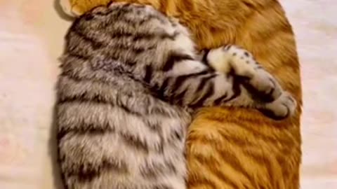 Fill in love beautiful day cat 🐈
