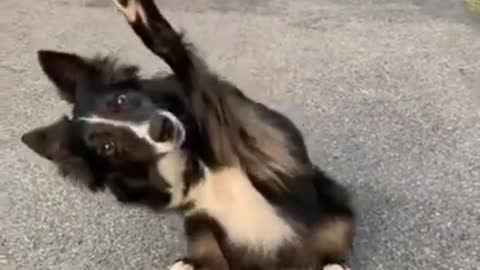 Dancing dog 🐶 #dog #shorts