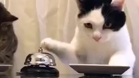 Intelligent cat || Foodie || Pussy cat || pet || #cat #intelligent