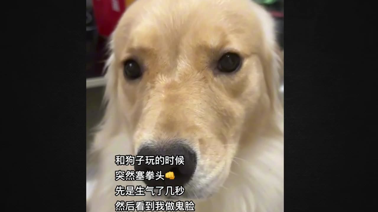 Prepare for Cuteness Overload This Dog's Pure Joy!