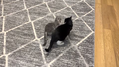 A maneira mais rápida de ficar rico com gatos