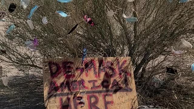 Damask America in the Mohave