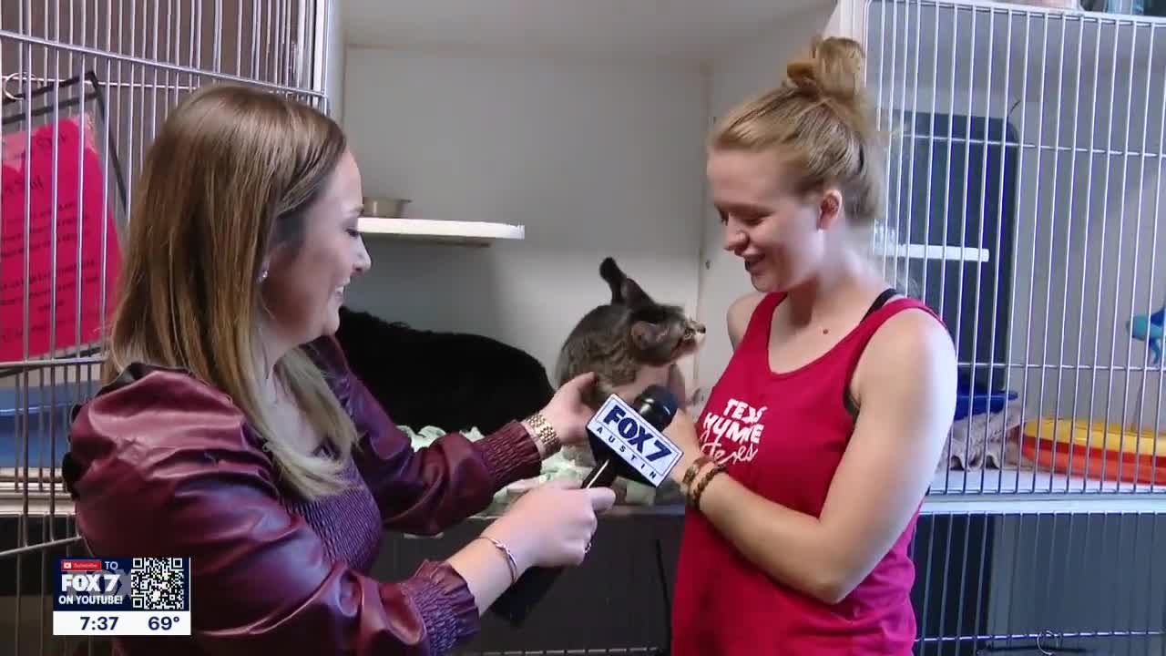 Cat of the Weekend Wendy at Texas Humane Heroes FOX 7 Austin