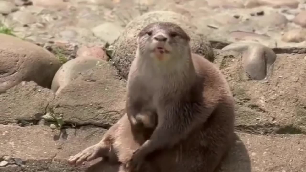 Otters are the cutest