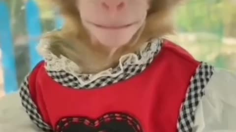Funny animals