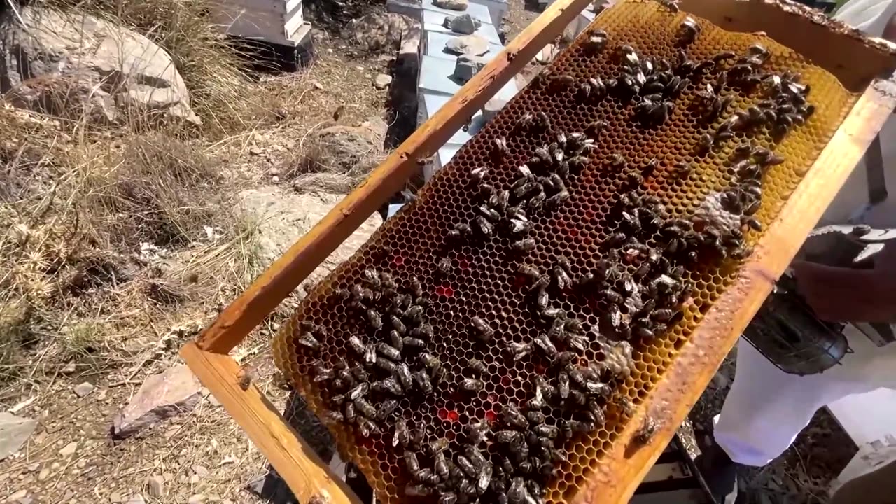 Tunisian beekeepers fear climate change is decimating hives