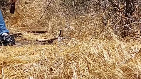 2ipa's sploded in the sun