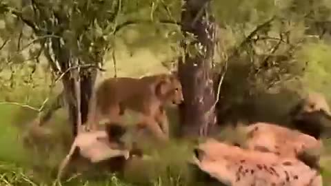 Lion vs hyenas