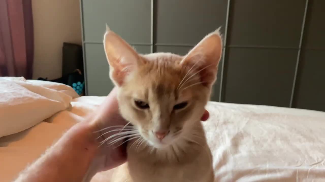 I just woke up, please love me human?