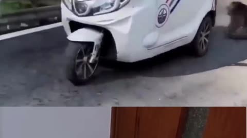 Cute and Funny Monkey Vs Dog Fight Video🤣🤣 #shorts #comedy #monkey Dog Barking, Sound #viral