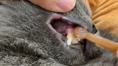 My cat kill me