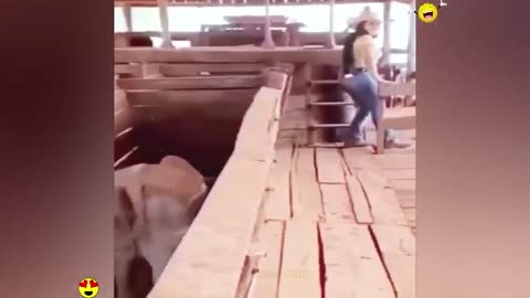 Random funny videos