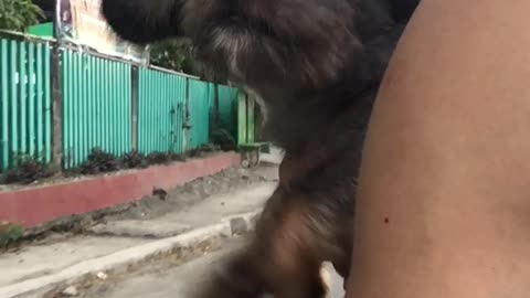 Pup Tries to Swim Through the Air