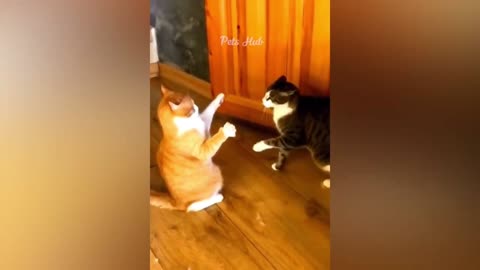 Funny cats and dogs funniest animals funny video of pets❤️🐶