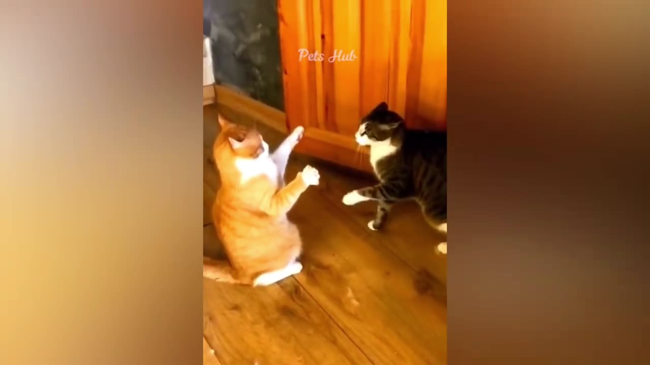 Funny cats and dogs funniest animals funny video of pets❤️🐶