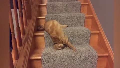 Funny Cat, #cat, #funny..
