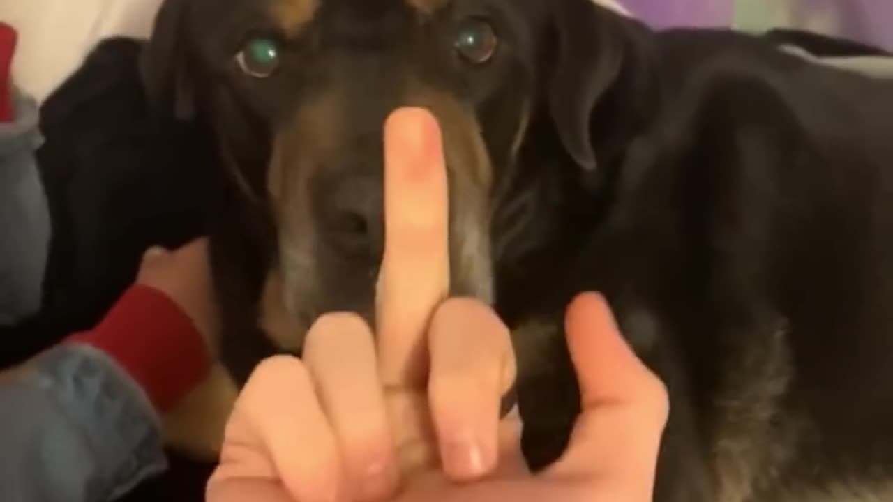 the dog got angry