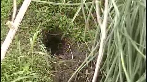 Baby rabbits in underground burrow