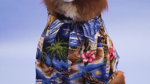 Cute funny baby dog