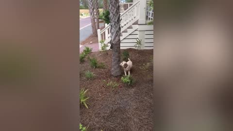 THE BEST CUTE AND FUNNY ANIMAL VIDEOS