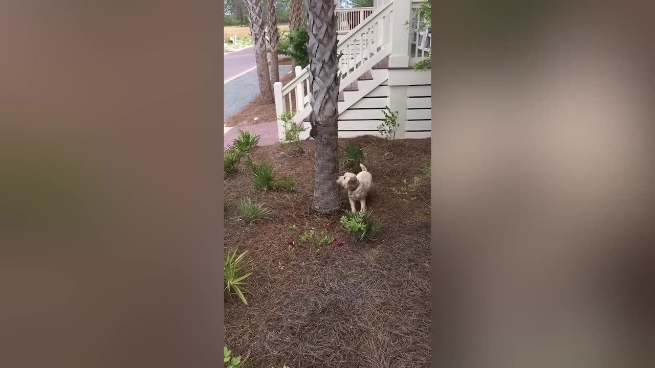 THE BEST CUTE AND FUNNY ANIMAL VIDEOS