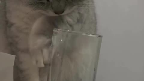 🐈‍⬛ 🐈🤣😅 Naughty Cats