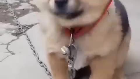 Puppy /dog for kids