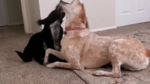 071924 DOG FIGHT CLUB HIGH LITES!