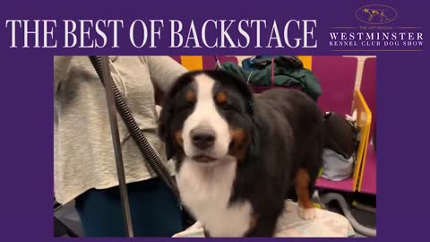 Dogs getting Groomed at the WKC Dog Show!