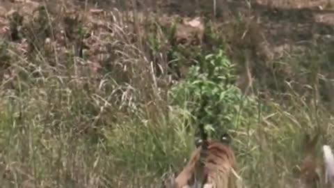 Wildlife zero distance animal world animal cheetah