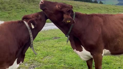 Animals lover cow fight