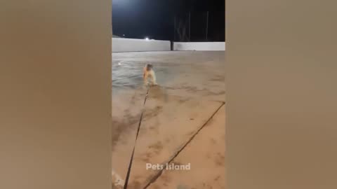 |Funny Videos