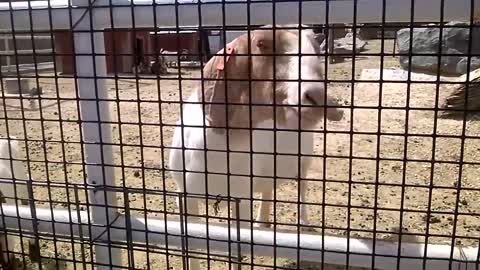 Battle Of Funny Baby vs Animals _ TRY NOT TO LAUGH()