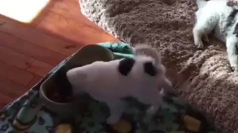 Dog dancing while eating