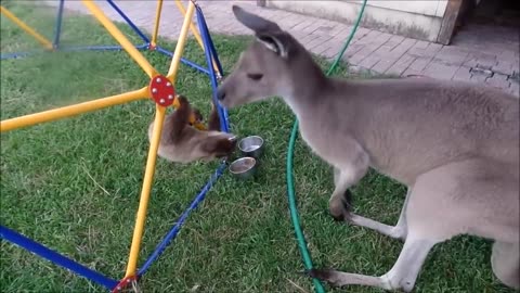 Funny Videos you need to watch!