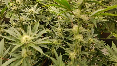 Week 3 Lemon Garlic OG, Blackberry Hammers GG4/AR