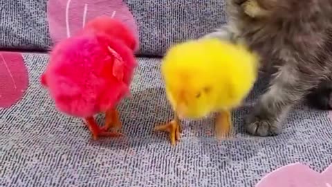 Funny 😁 🐈 😻 🐈‍⬛️