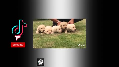pets cute funny