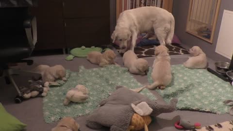 How an experienced dog mother teaches her 8 weeks old puppies to be calm. www.sentfromheaven.at
