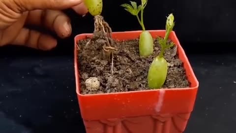 Grow Grapes Easy