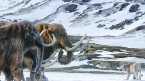 Ice elephant