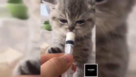 Baby Cats Cute and Funny Cat #38 Videos Cute Kittens In The World